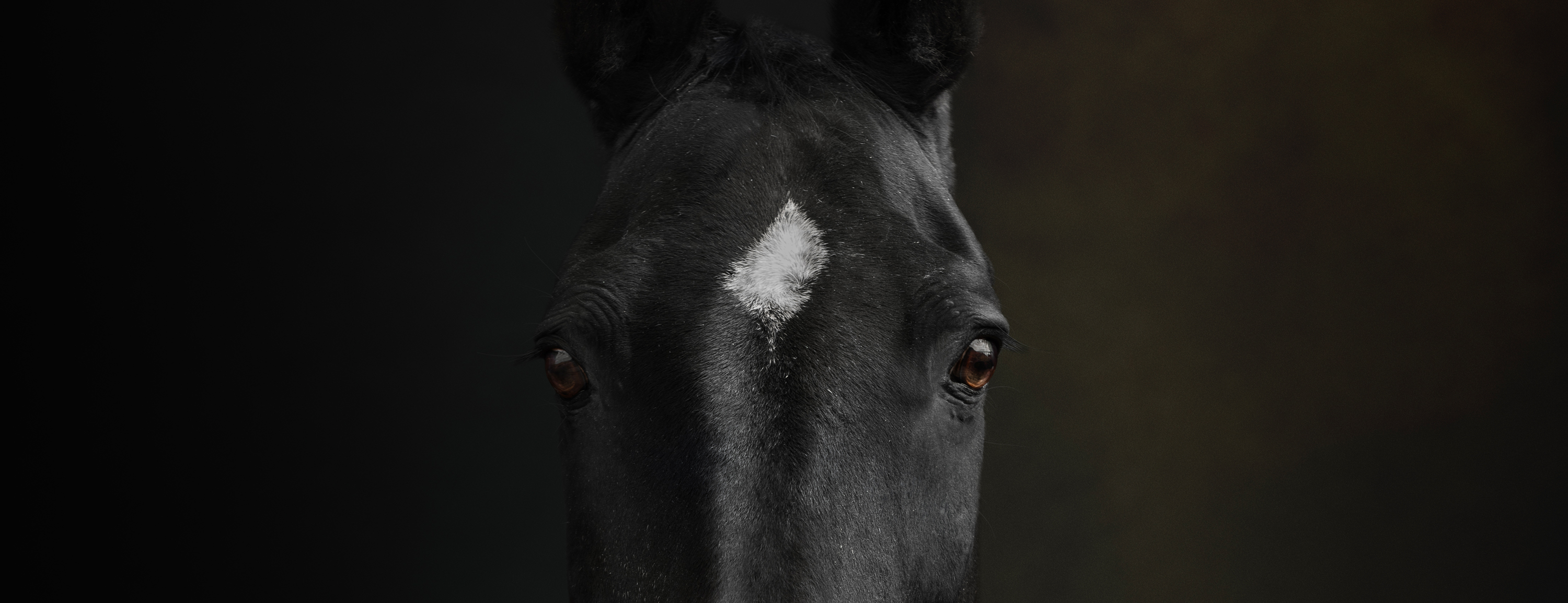 image of grey stallion looking round at owner in a fine art photgraphic style