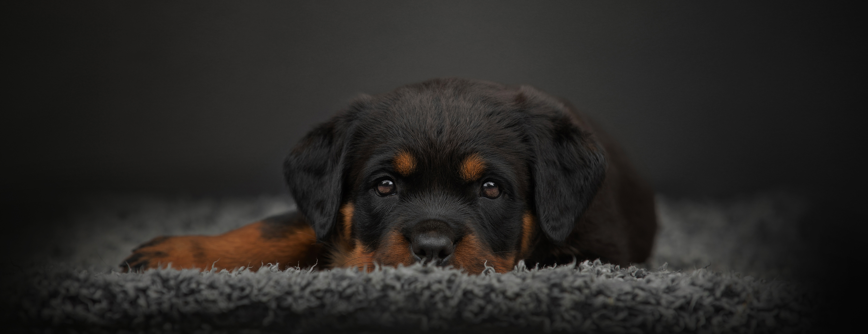 very cute puppy lying on a fluffy bed looking directly into the camera