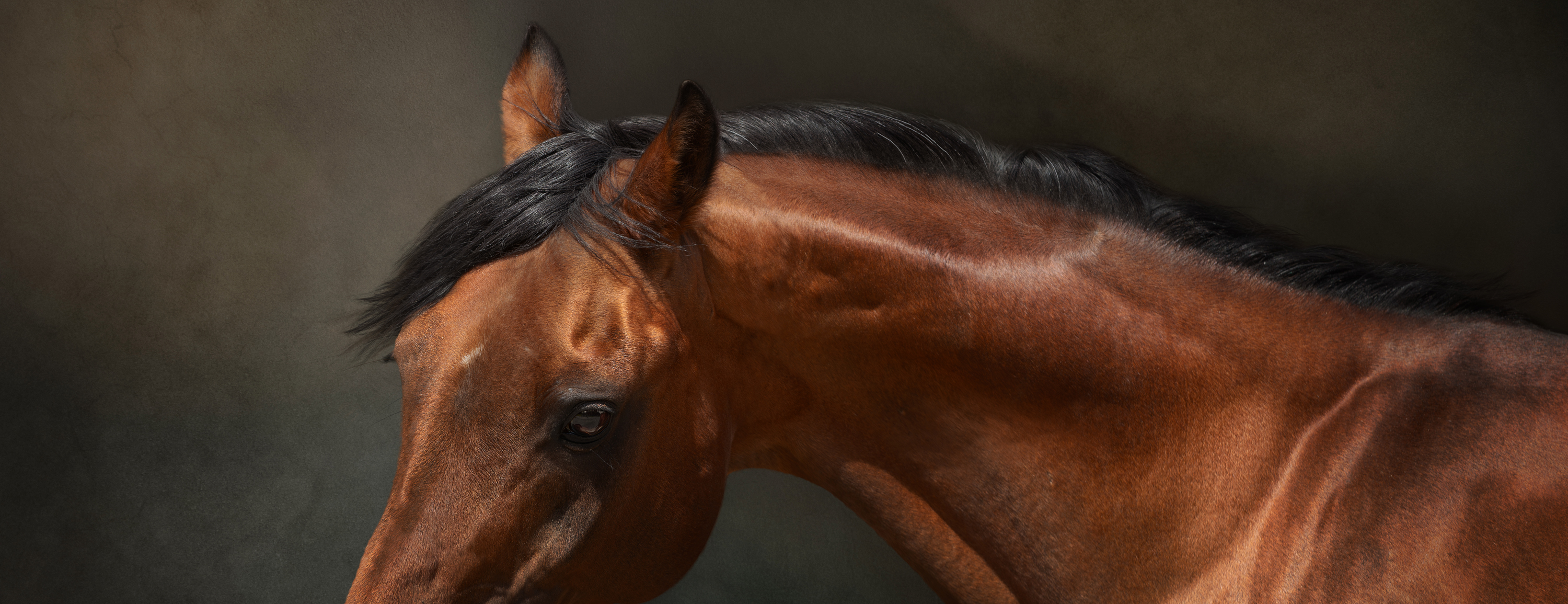 image of a beautiful bay colour arab horse in fine art detail