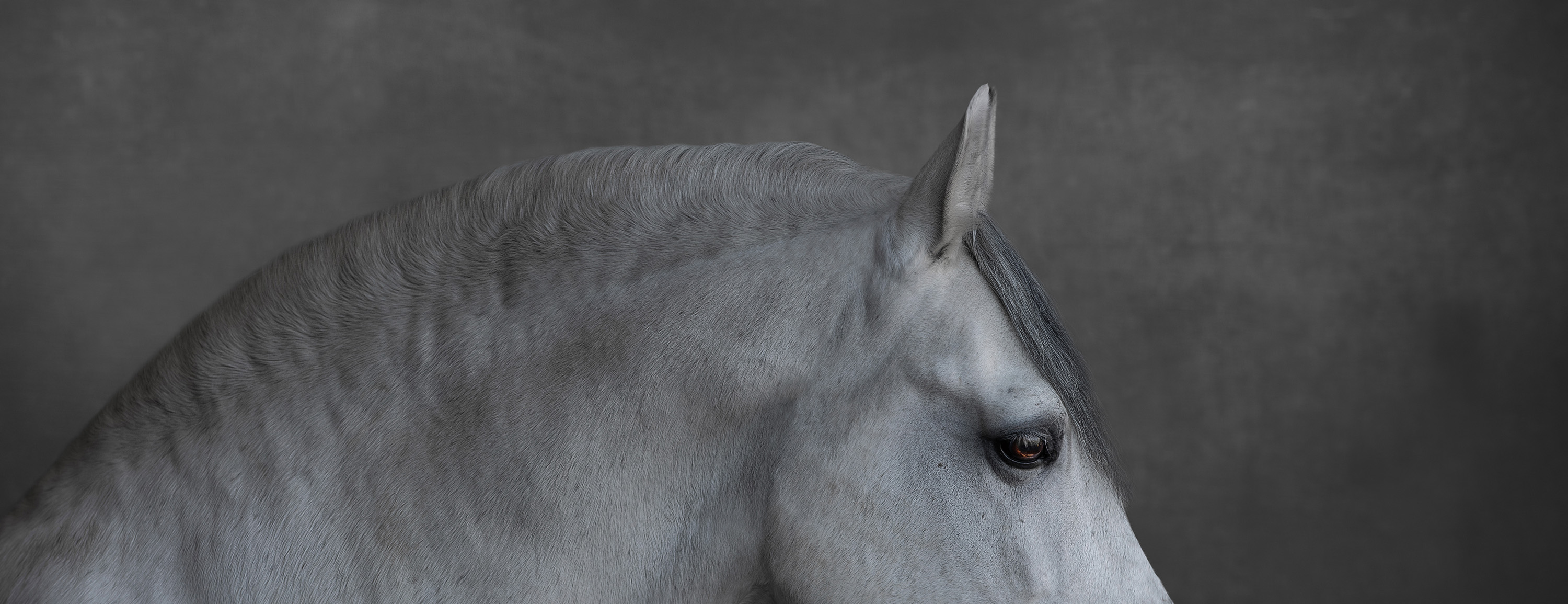 image of a beautiful horse in fine art detail