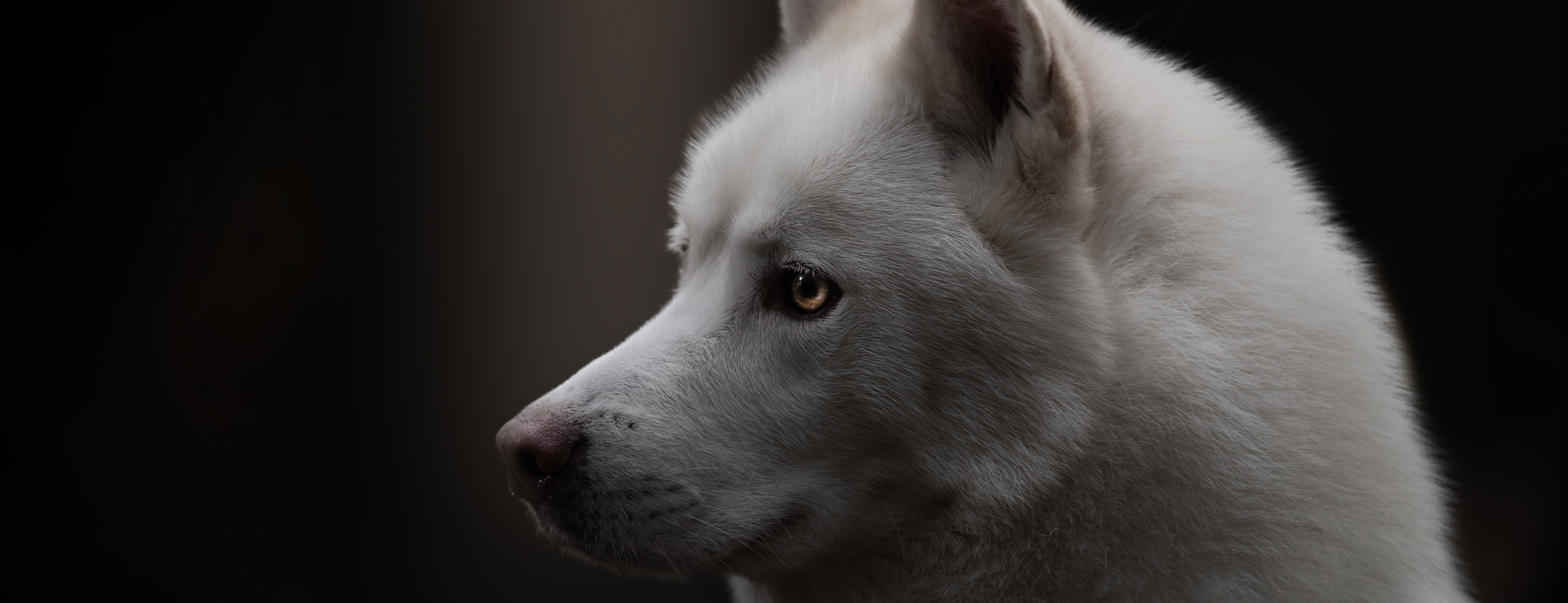 beautiful white husky photographed in a dark woodland setting with fine art detail