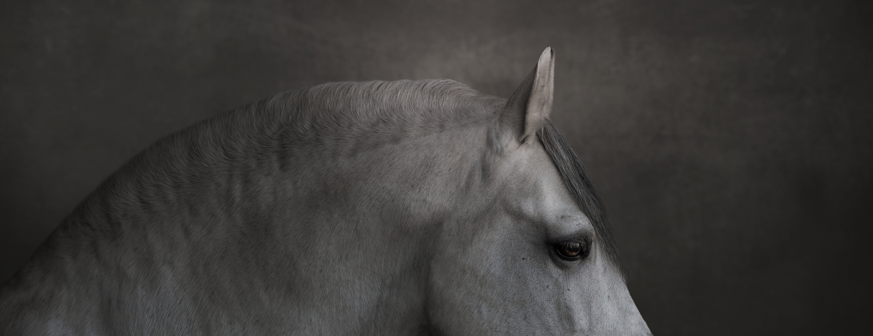 image of a stunning grey stallion in fine art detail