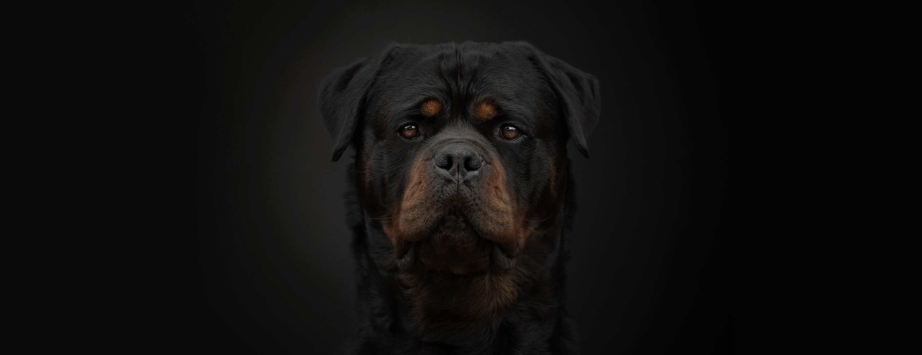 stunning fine art portrait of a beautiful rottweiler dog